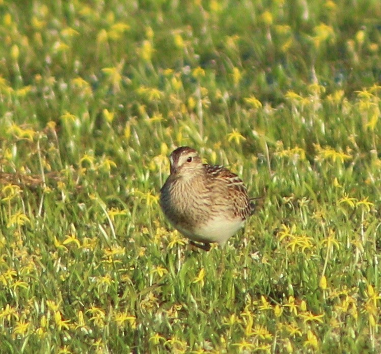 Pectoral Sandpiper - ML34719721