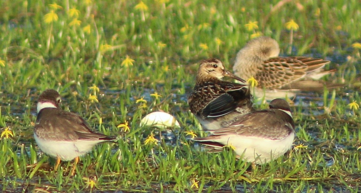 Pectoral Sandpiper - ML34719731