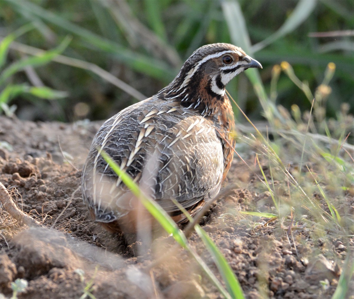 Harlequin Quail - ML347199481