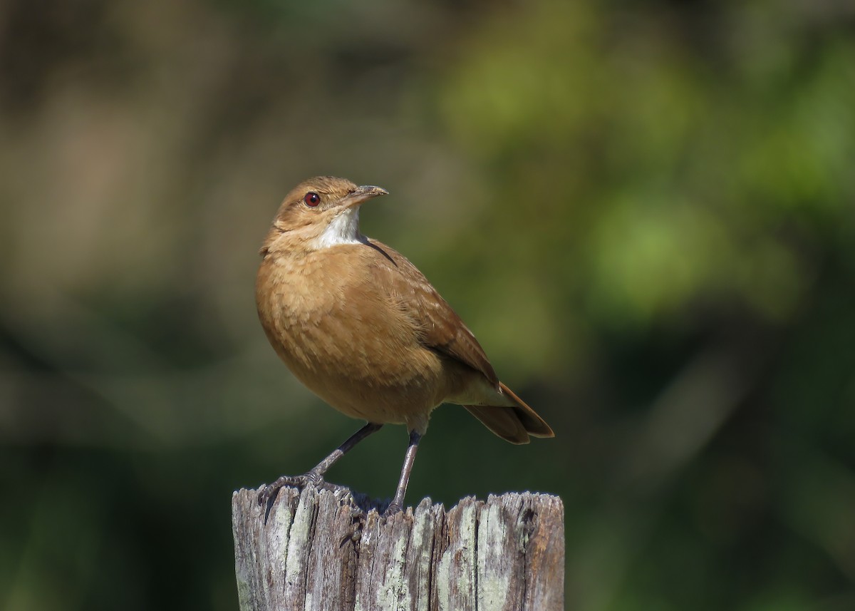 Rufous Hornero - ML347201891