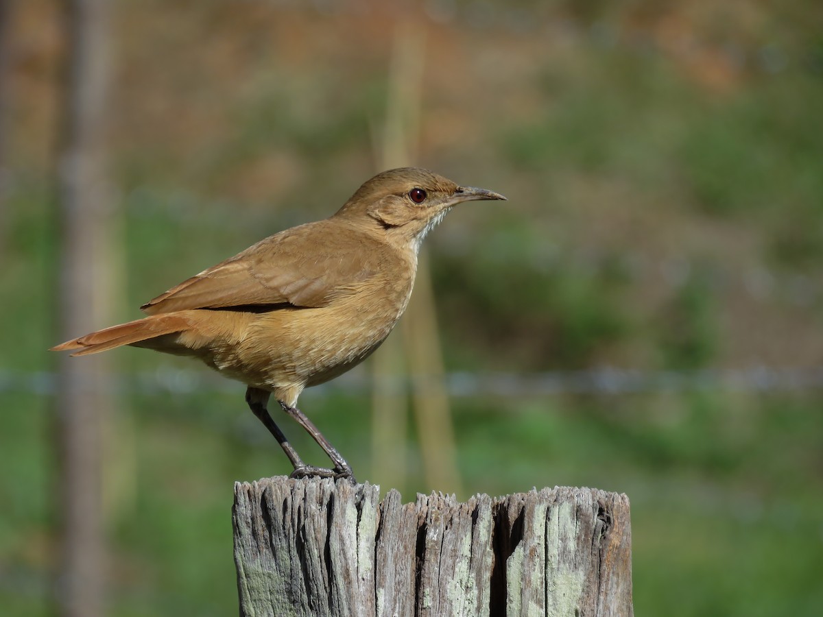 Rufous Hornero - ML347201901