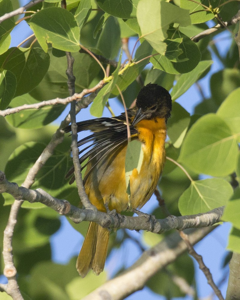 Oriole de Baltimore - ML347203001