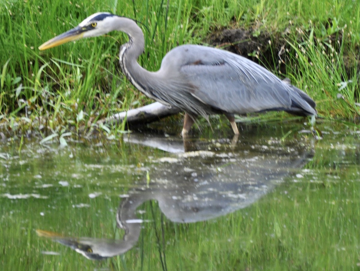 Great Blue Heron - ML347203361