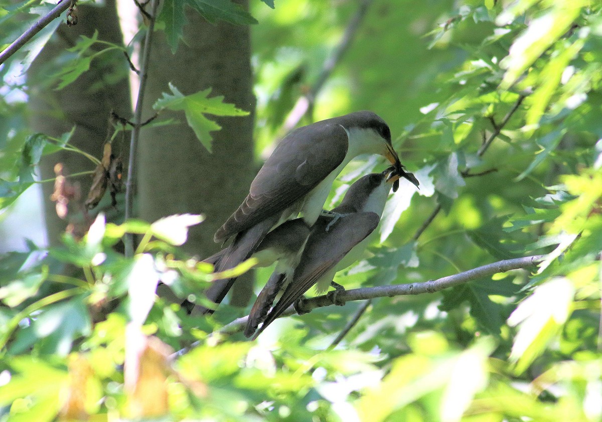 Yellow-billed Cuckoo - ML347204741