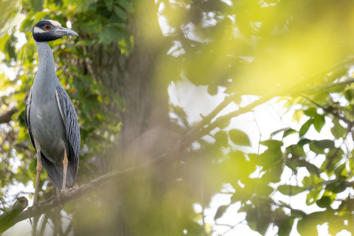 Yellow-crowned Night Heron - ML347208941