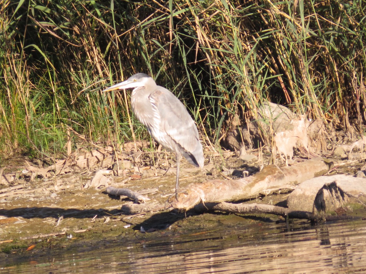 Garza Azulada - ML347208971