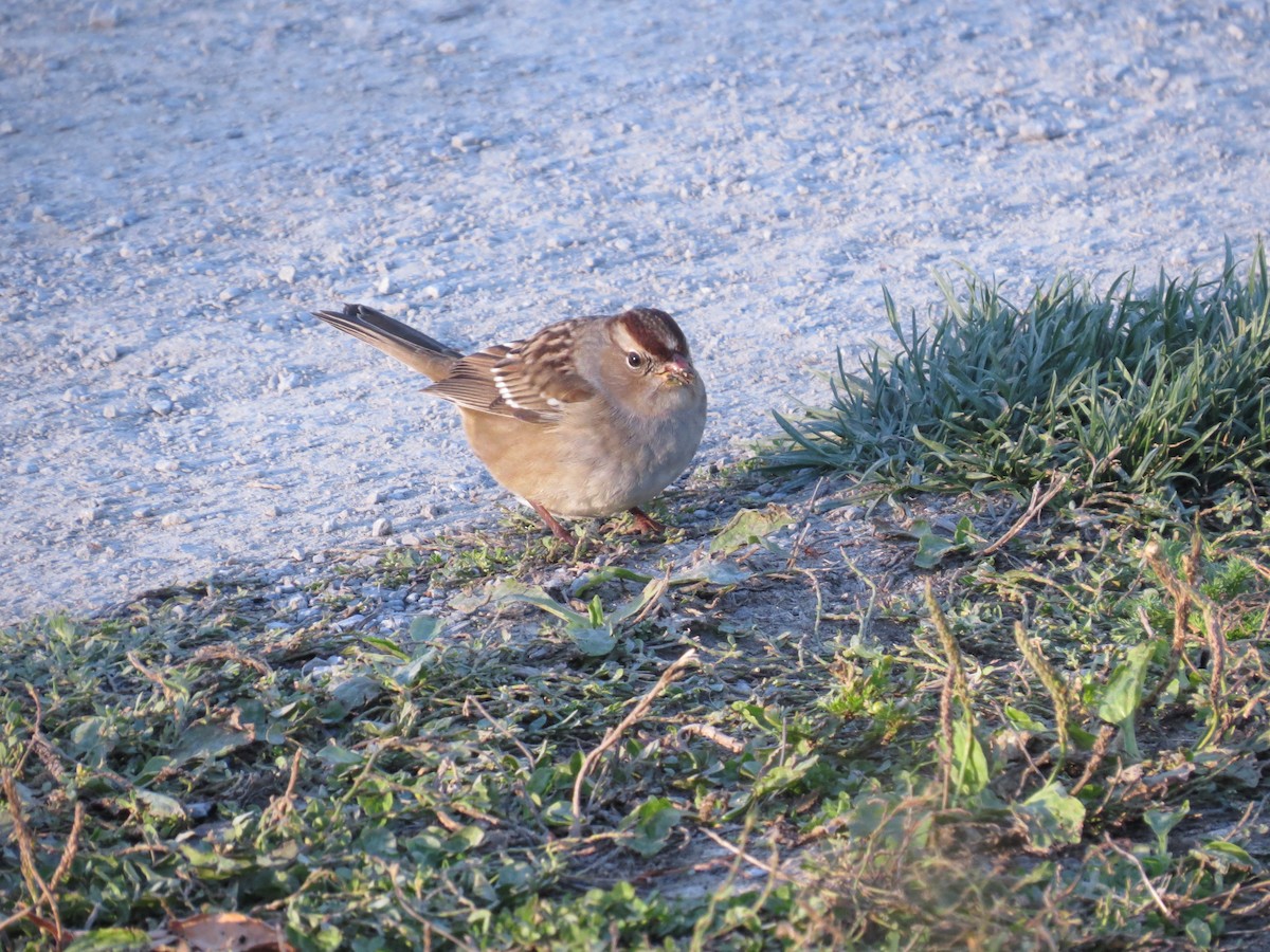 White-crowned Sparrow - ML347209241