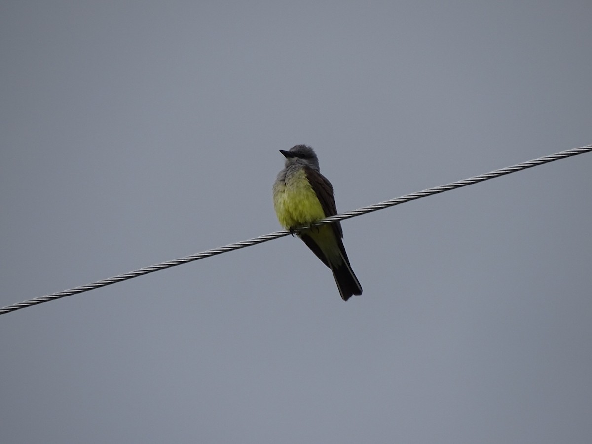 Western Kingbird - ML347209291