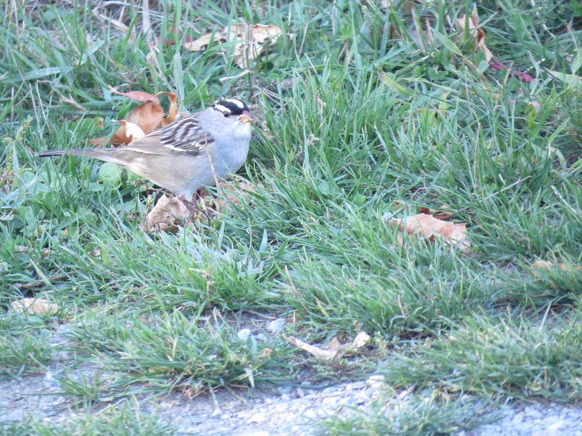 White-crowned Sparrow - ML347209711