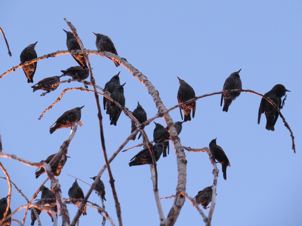 European Starling - ML347210261