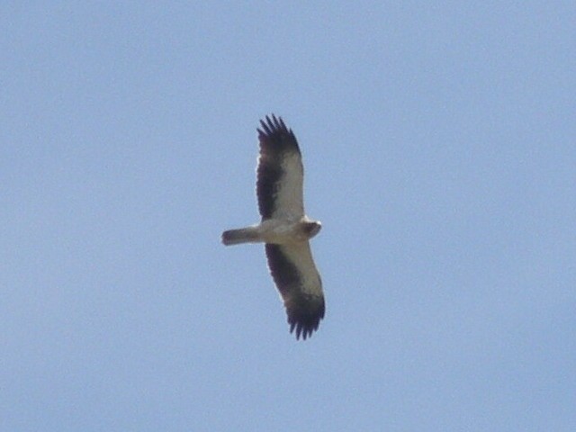 Бахим бүргэд - ML347212261