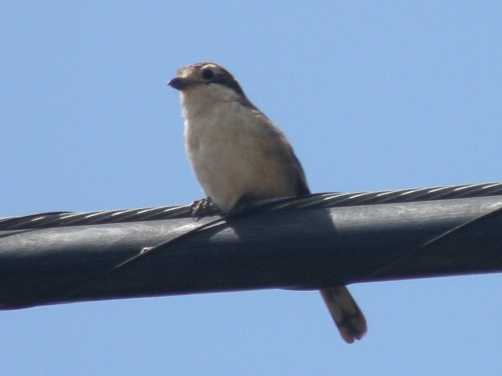 Woodchat Shrike - ML347212351
