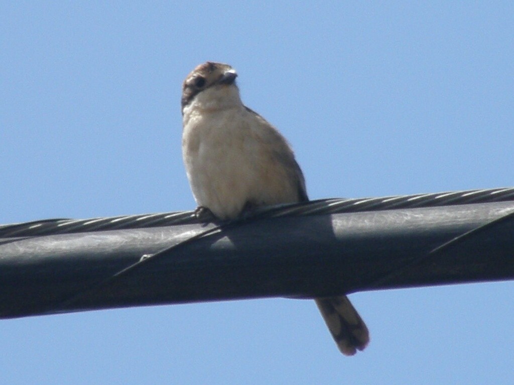Woodchat Shrike - ML347212361