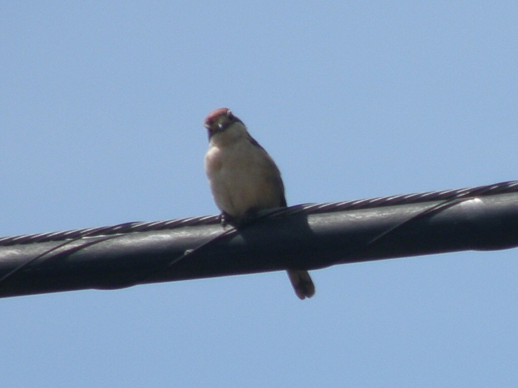 Woodchat Shrike - ML347212371