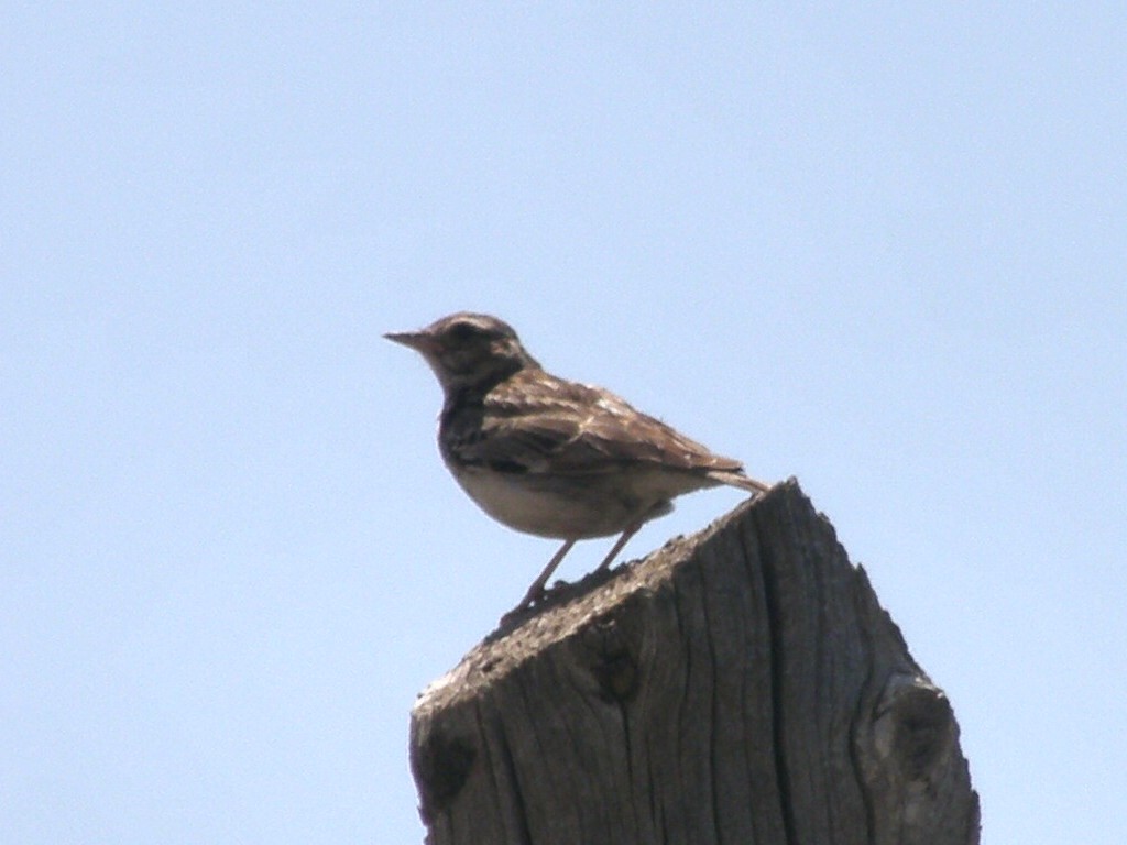 Wood Lark - ML347212701