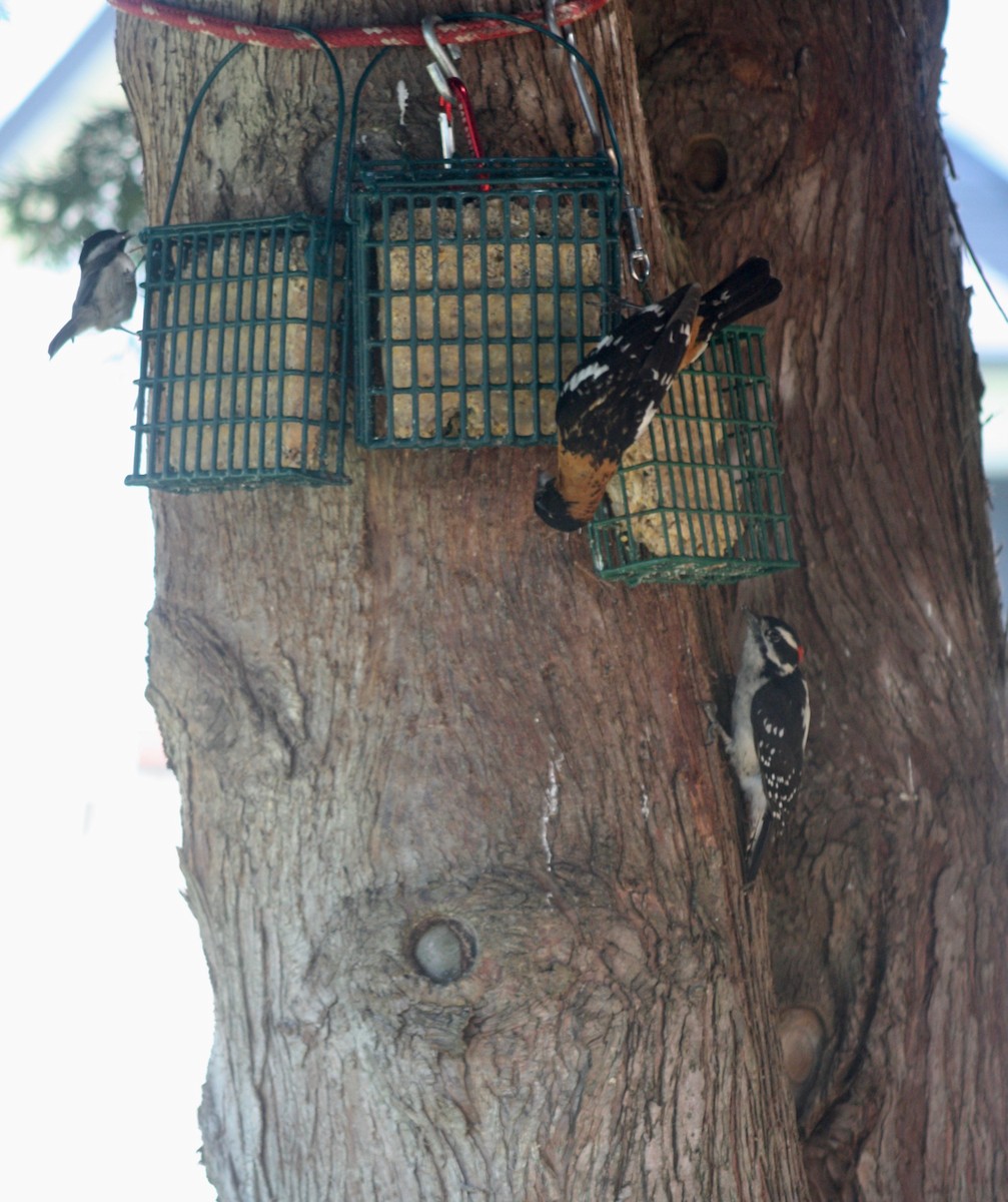 Hairy Woodpecker - Terrylee Harrington