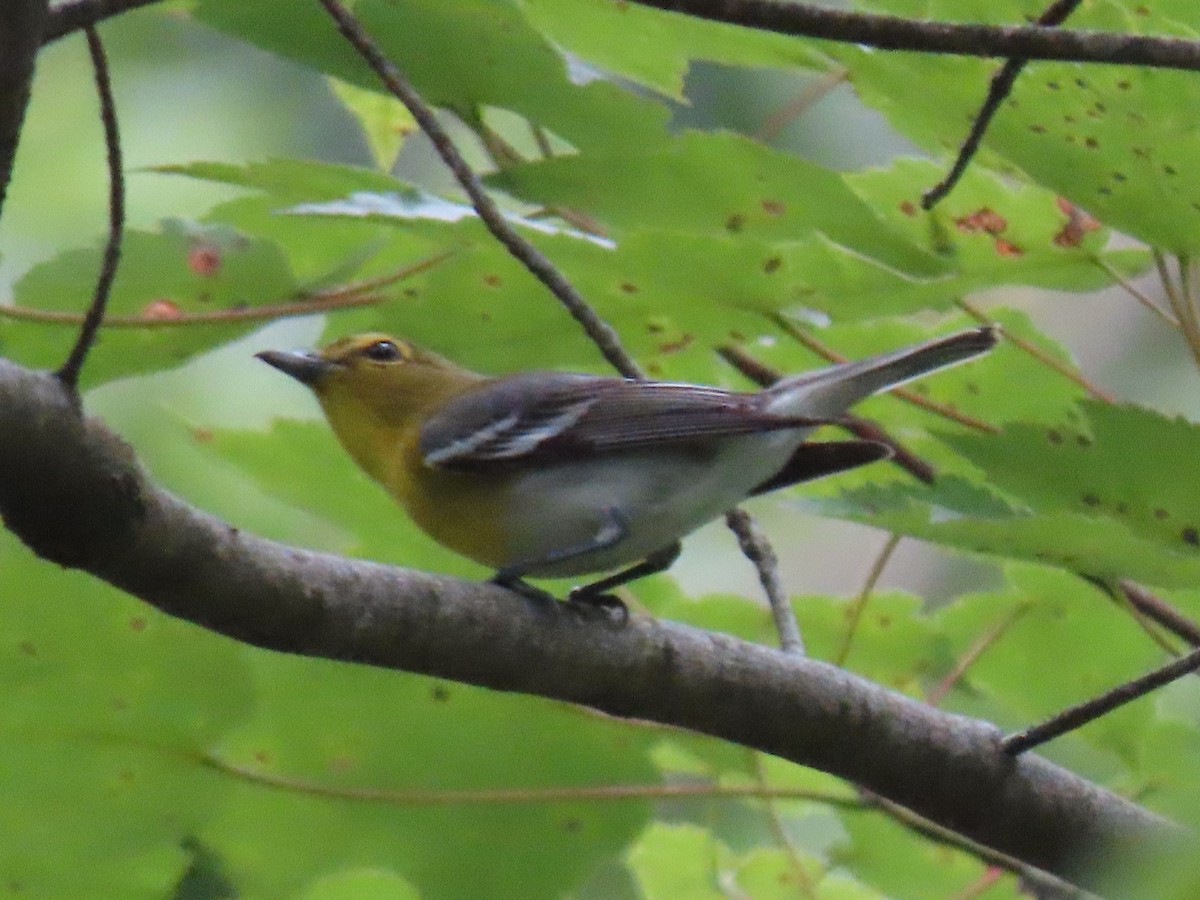 Yellow-throated Vireo - Diane Durham