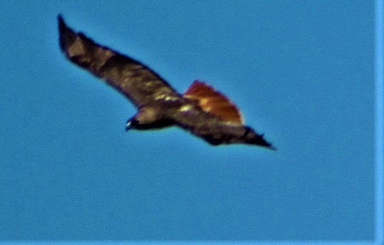 Red-tailed Hawk - ML347215171