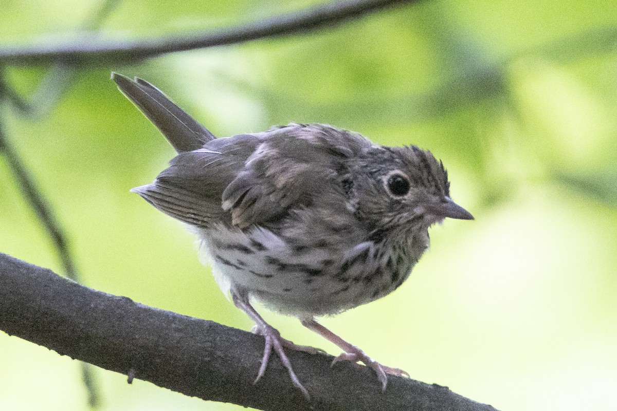 Ovenbird - ML347215601