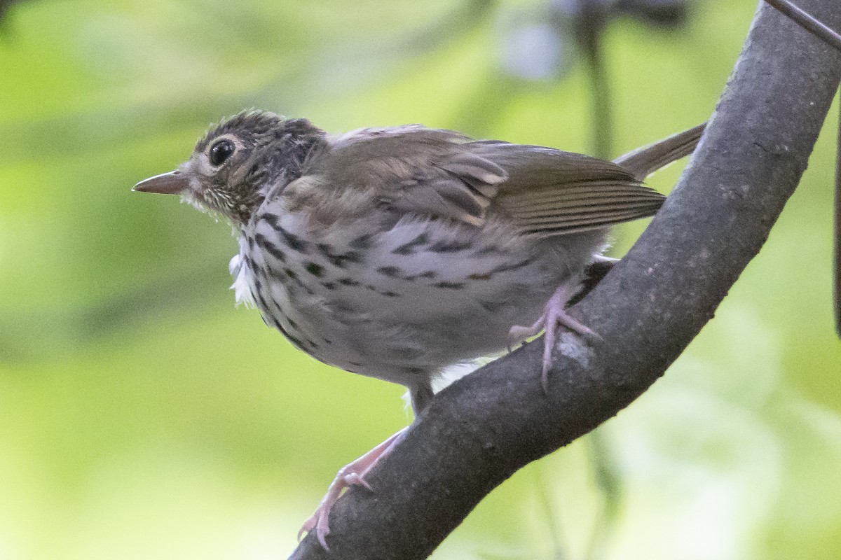 Ovenbird - ML347215611