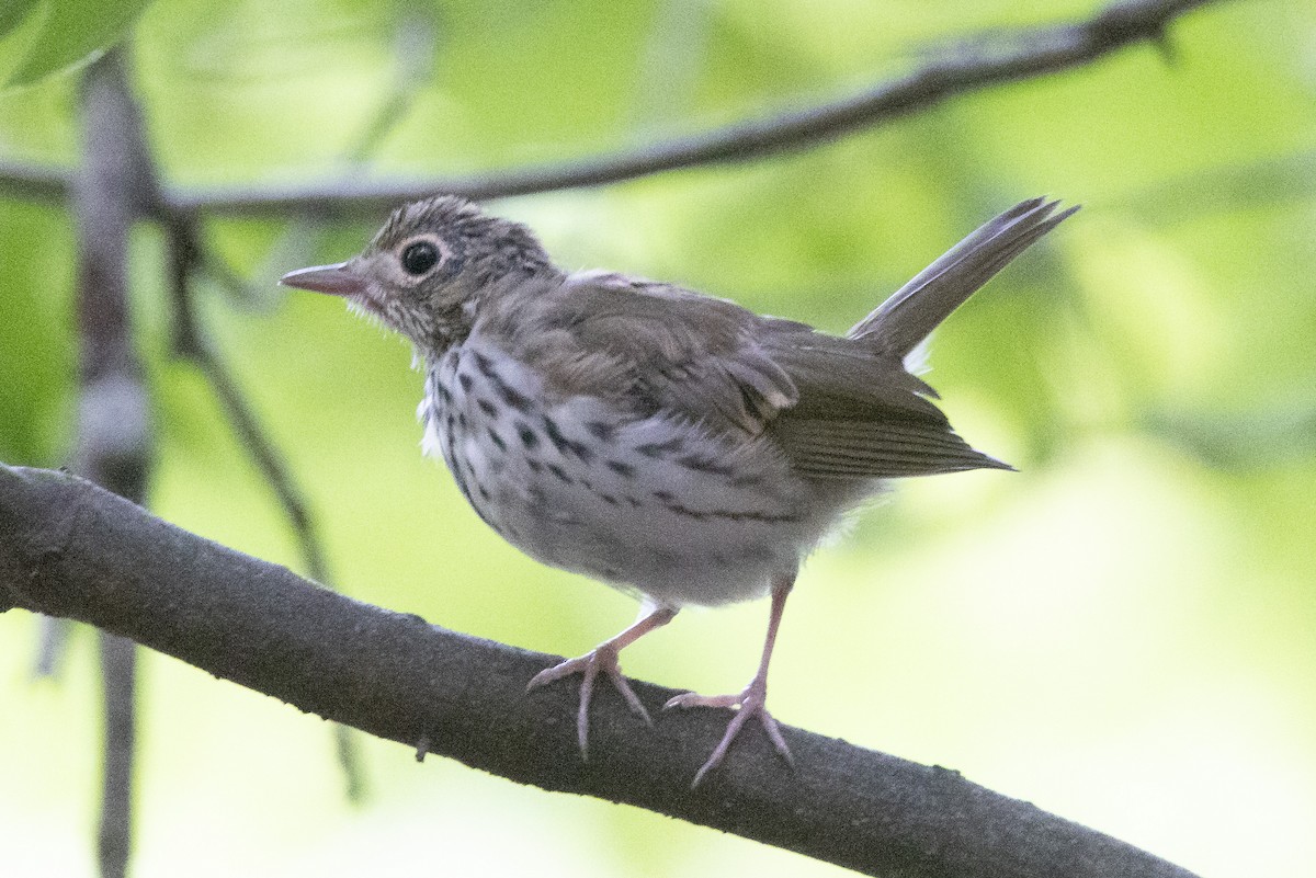 Ovenbird - ML347215641