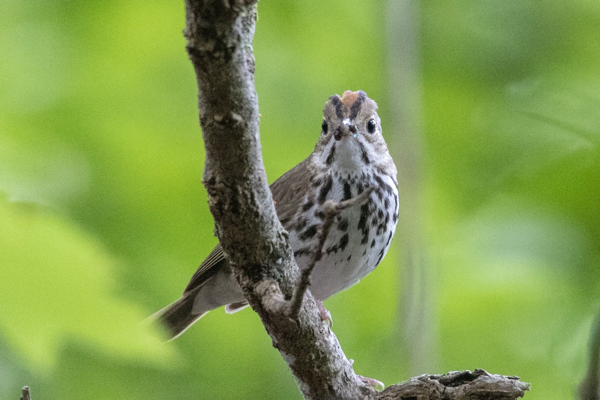 カマドムシクイ - ML347215671