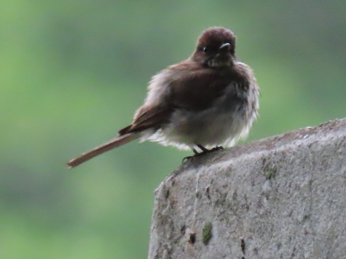 Eastern Phoebe - Diane Durham