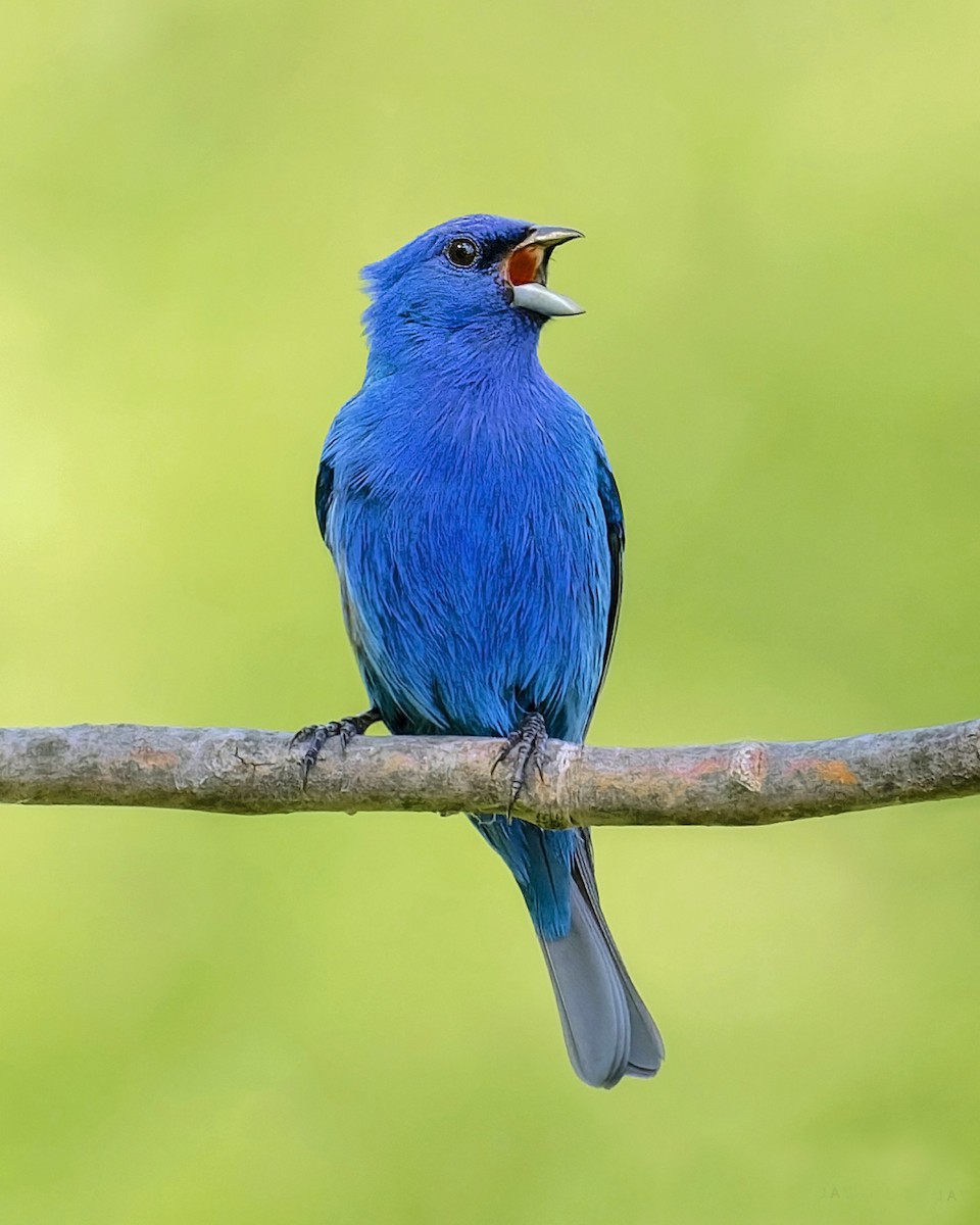 Indigo Bunting - ML347217351