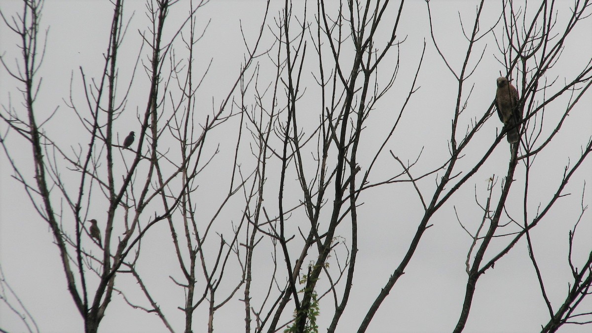 Red-shouldered Hawk - Clayton  Koonce