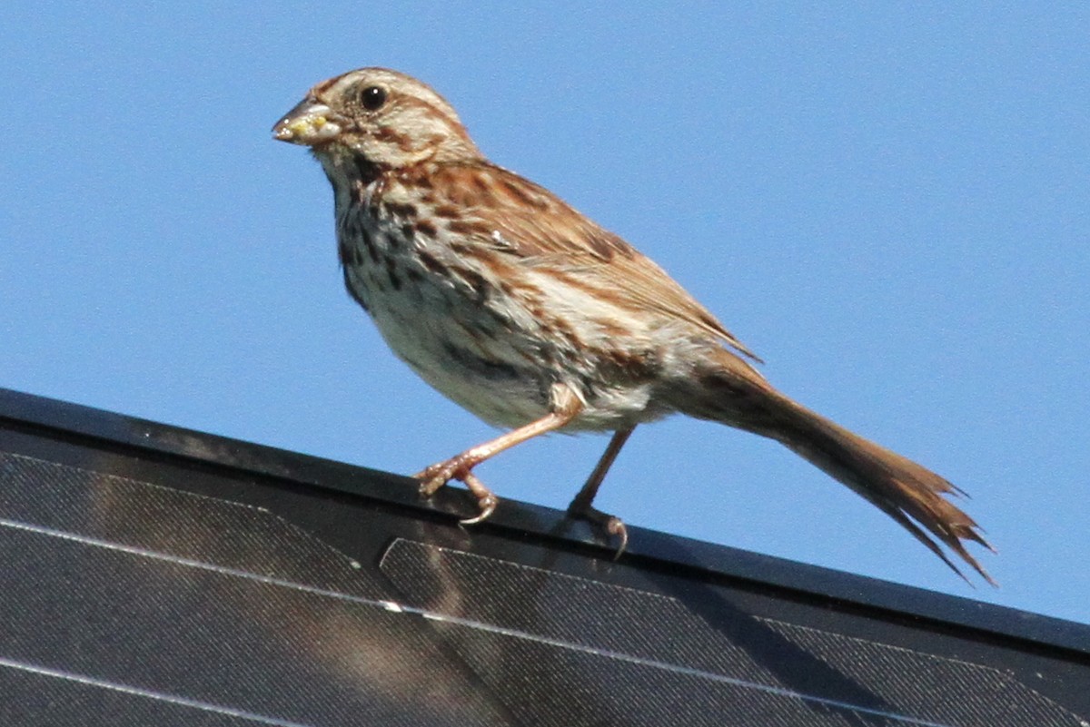 Song Sparrow - Mary K Gardner