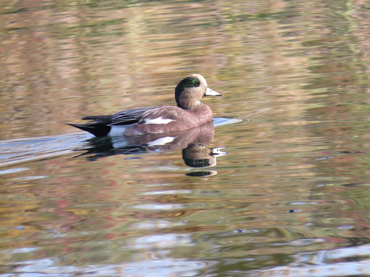 American Wigeon - ML347219541