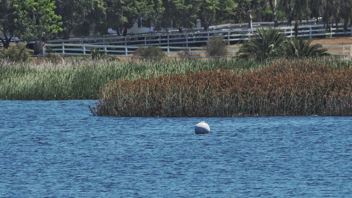 Least Tern - ML347219811