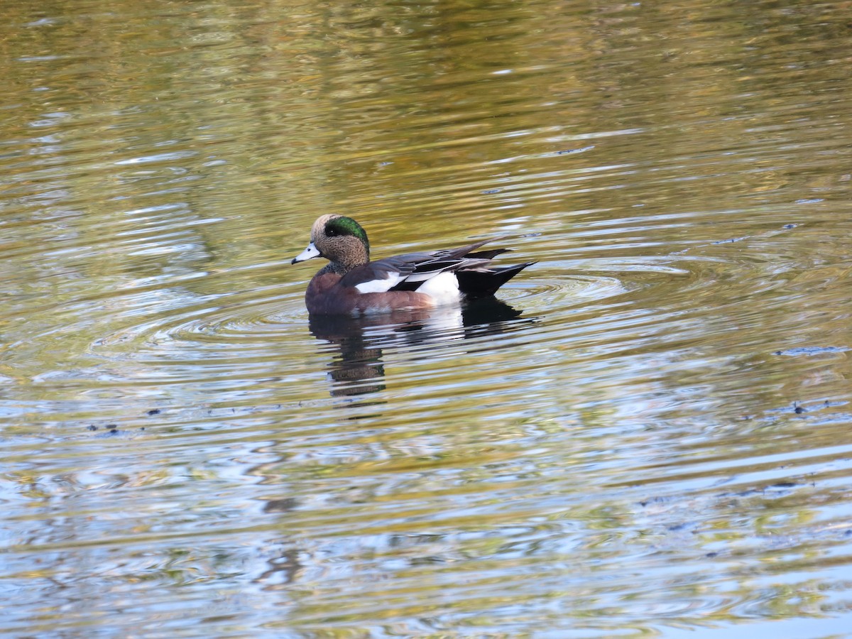 American Wigeon - tom cosburn