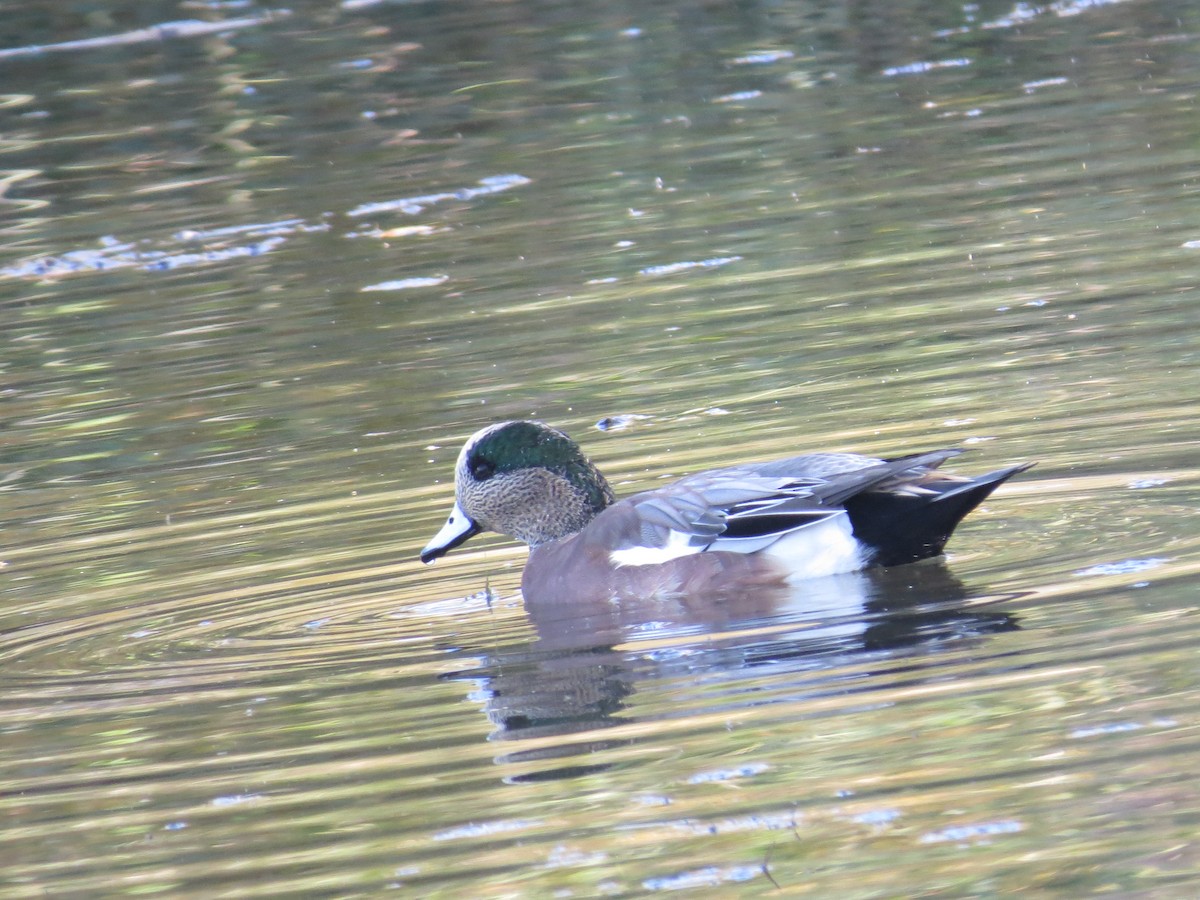 American Wigeon - tom cosburn