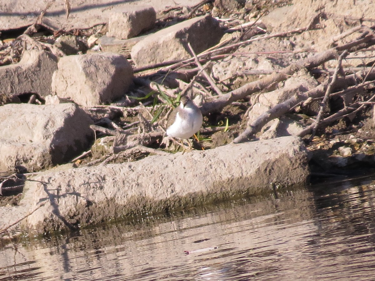 Spotted Sandpiper - ML347219891