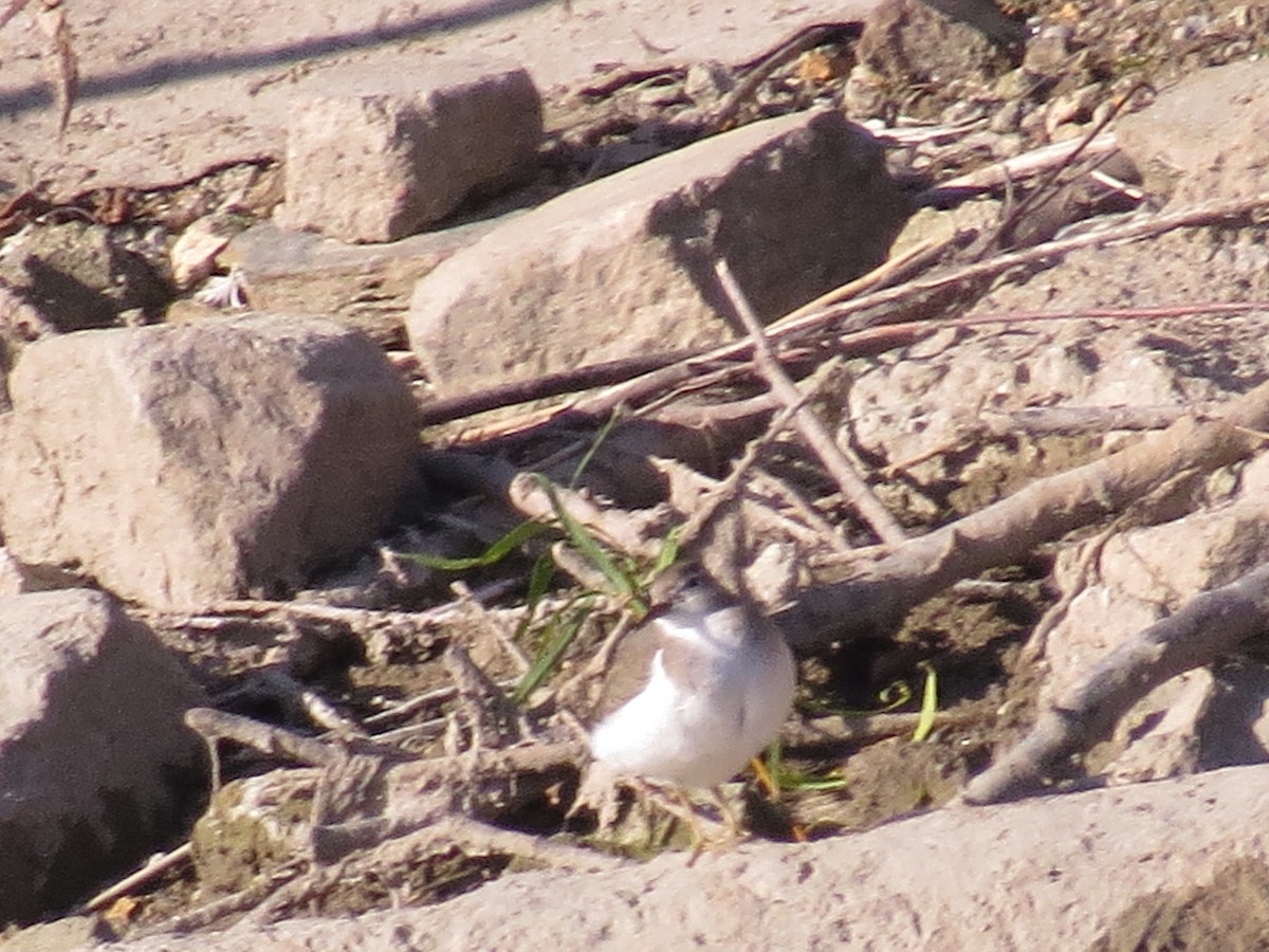 Spotted Sandpiper - ML347219961