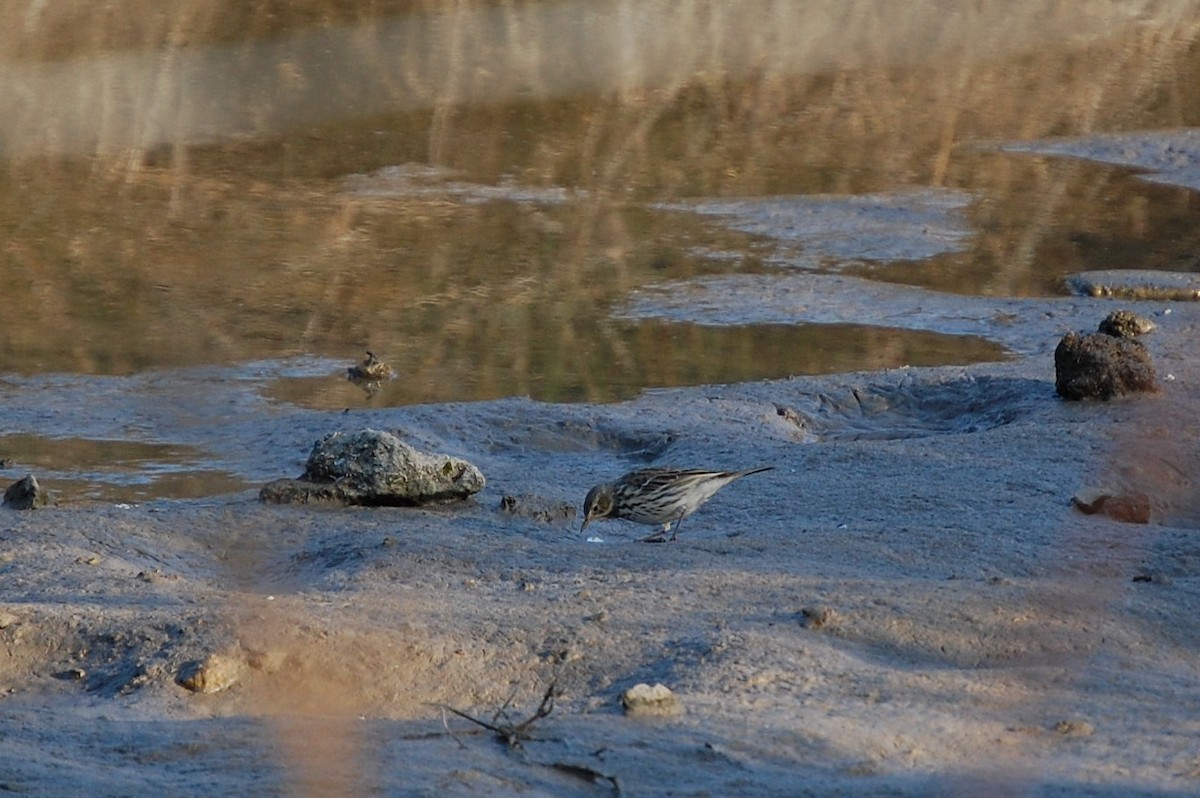 Water Pipit - irina shulgina