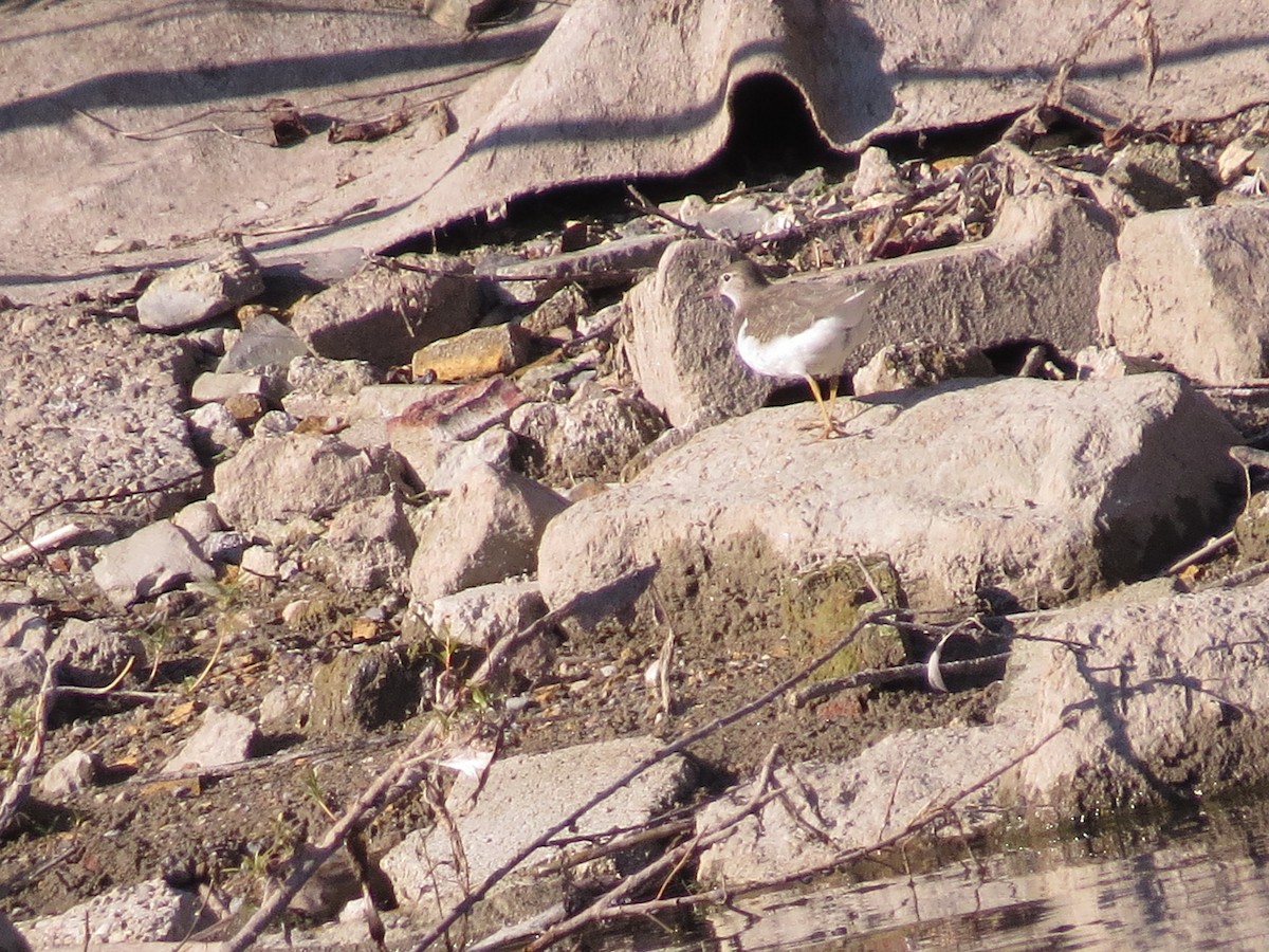 Spotted Sandpiper - ML347220031