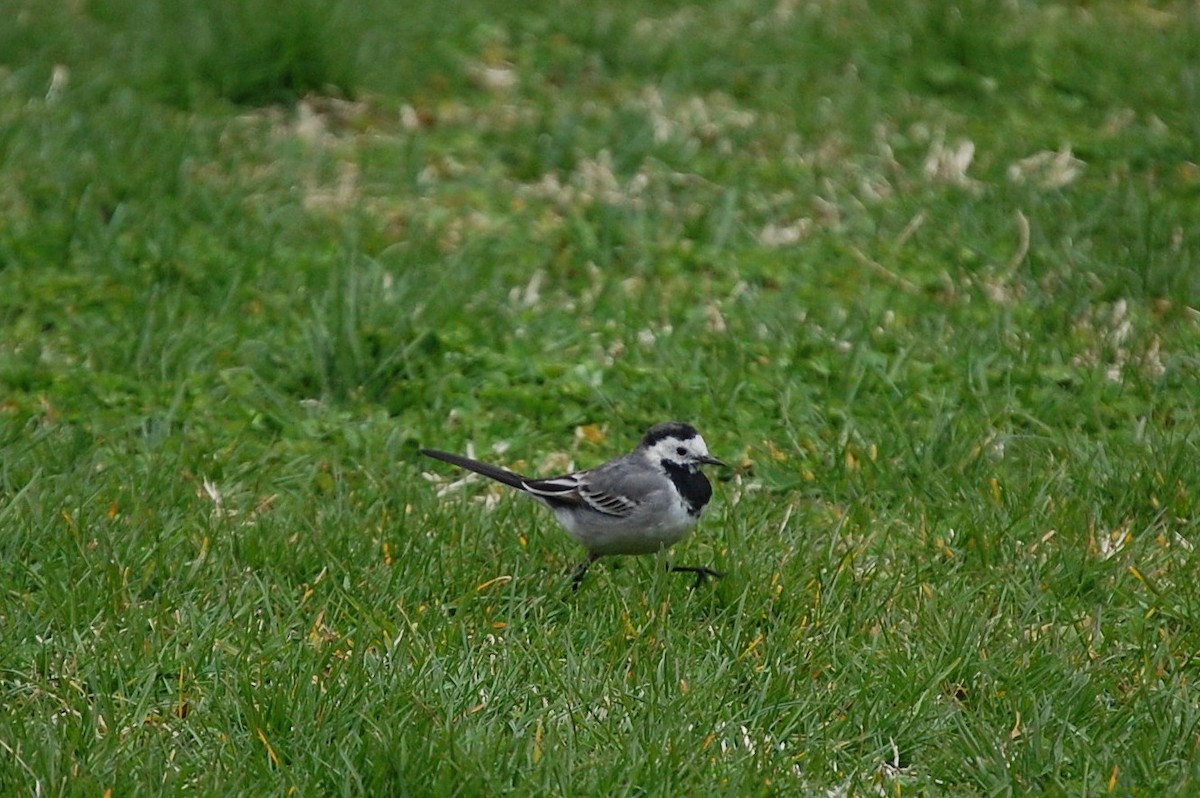 White Wagtail - ML34722011