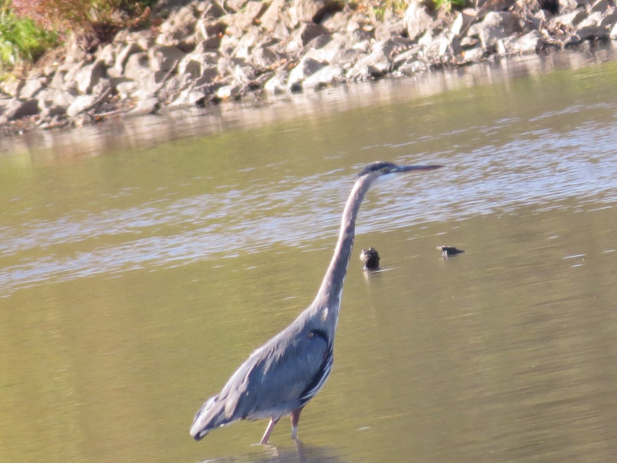 Great Blue Heron - ML347220461