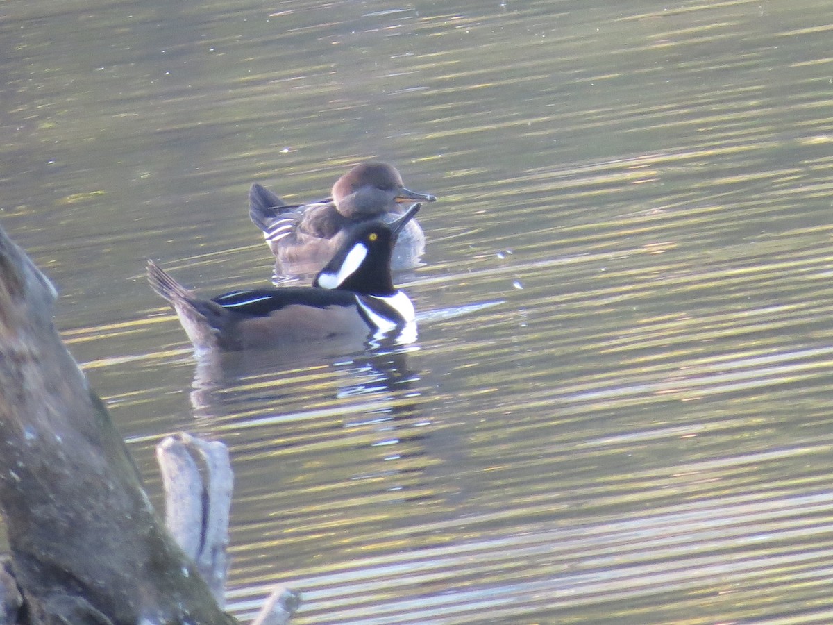 American Wigeon - tom cosburn