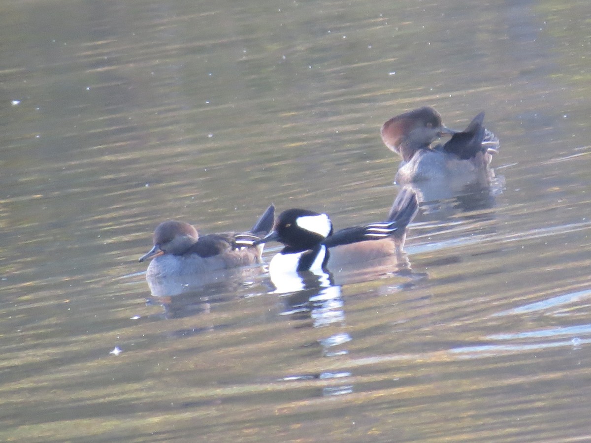 American Wigeon - tom cosburn