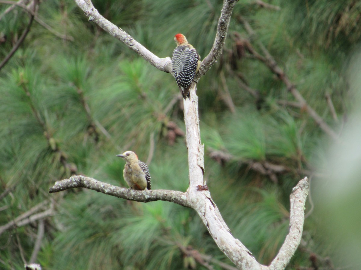 Red-crowned Woodpecker - ML347221661