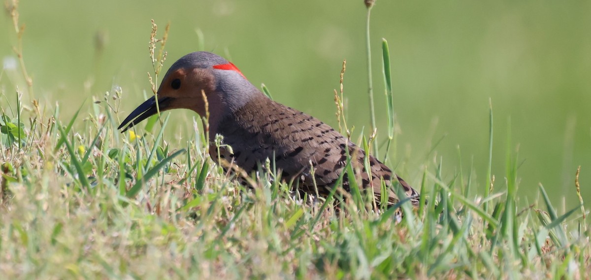 Northern Flicker - ML347222211