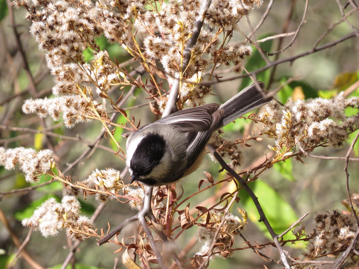 Black-capped Chickadee - ML347225541