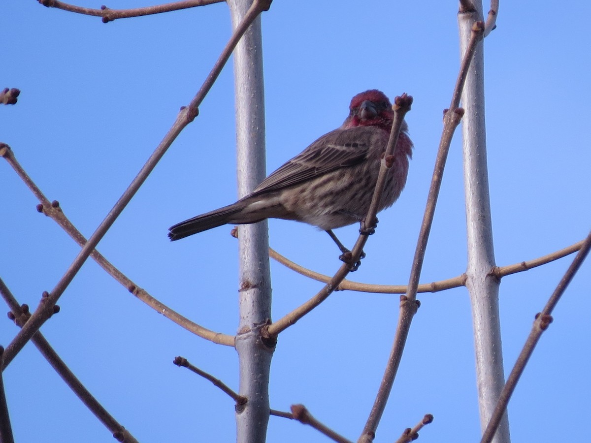 House Finch - ML347226081