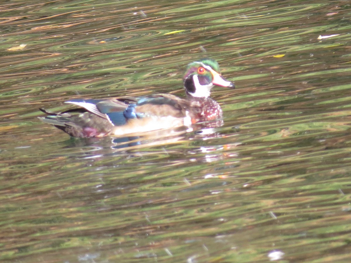 Wood Duck - ML347226481