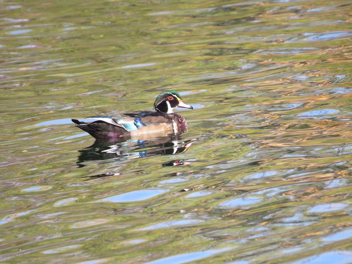 Wood Duck - ML347226591