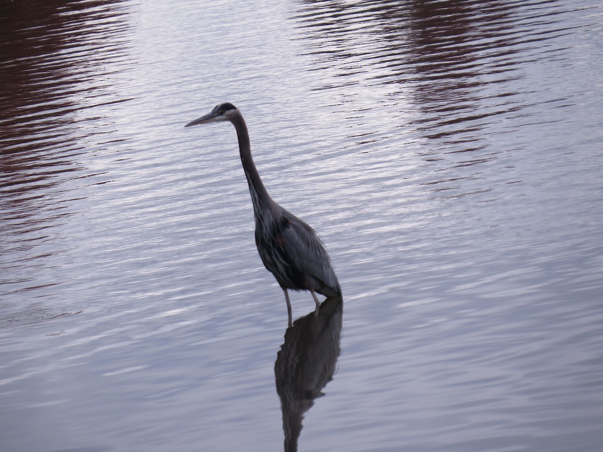 Great Blue Heron - ML347227121