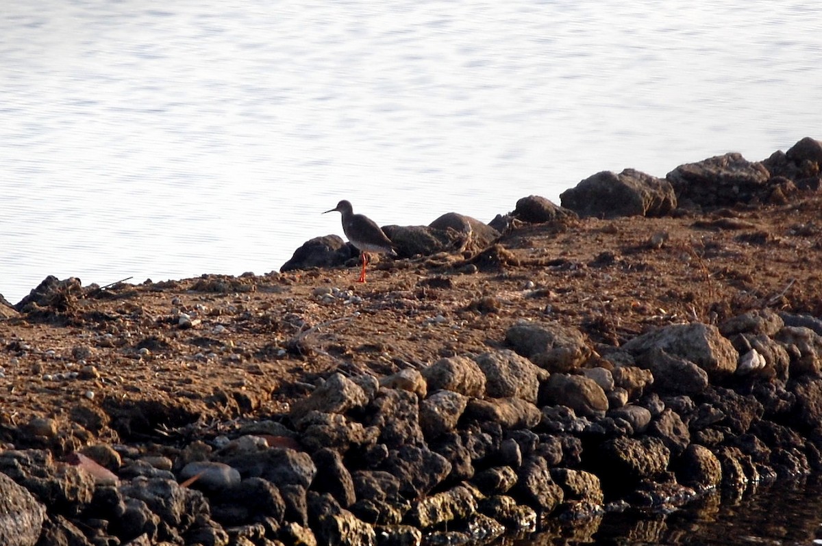 Common Redshank - ML34722801